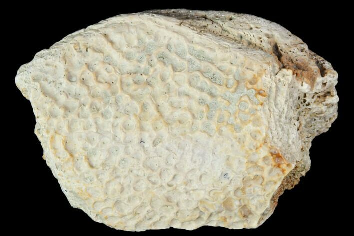 Fossil Turtle Shell Section - Montana #103140